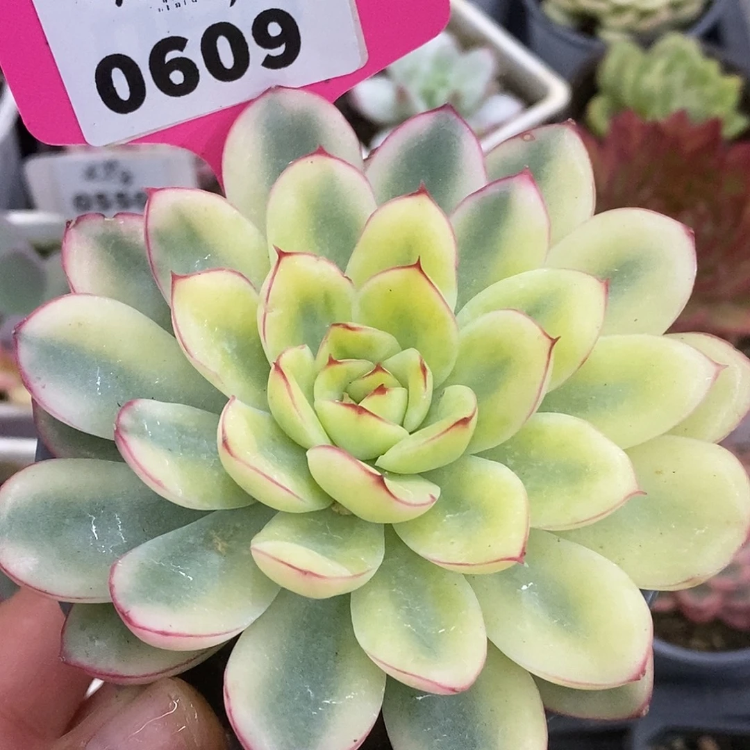 609宽锦荷花哈哈哈哈哈