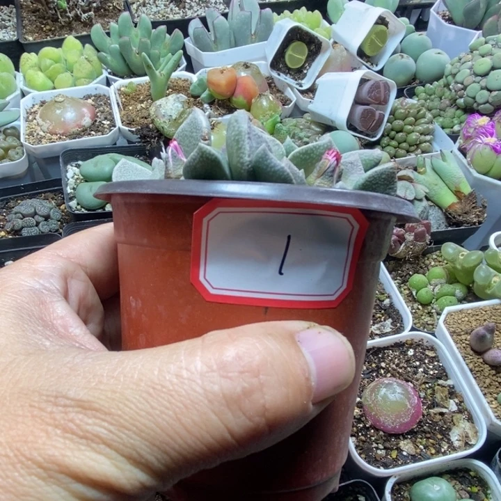 也***罢26666999888888988888