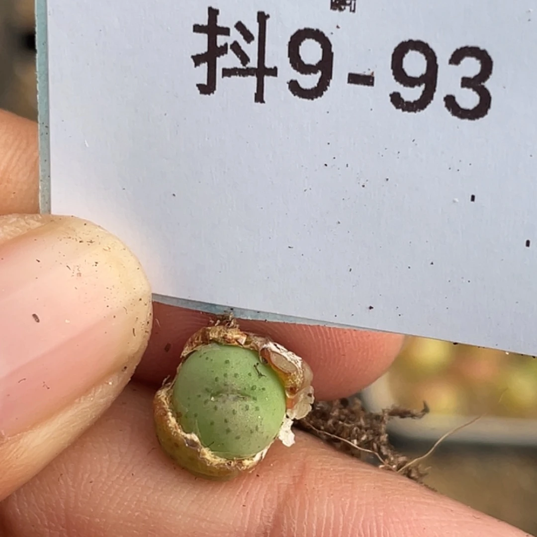 9-93大g苗多肉植物