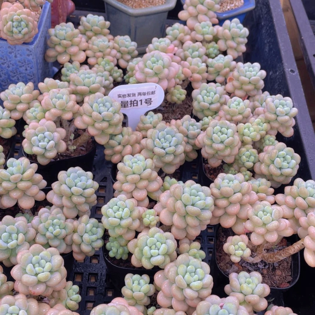 量拍1号 洛可可高腿老桩群生6头起一个