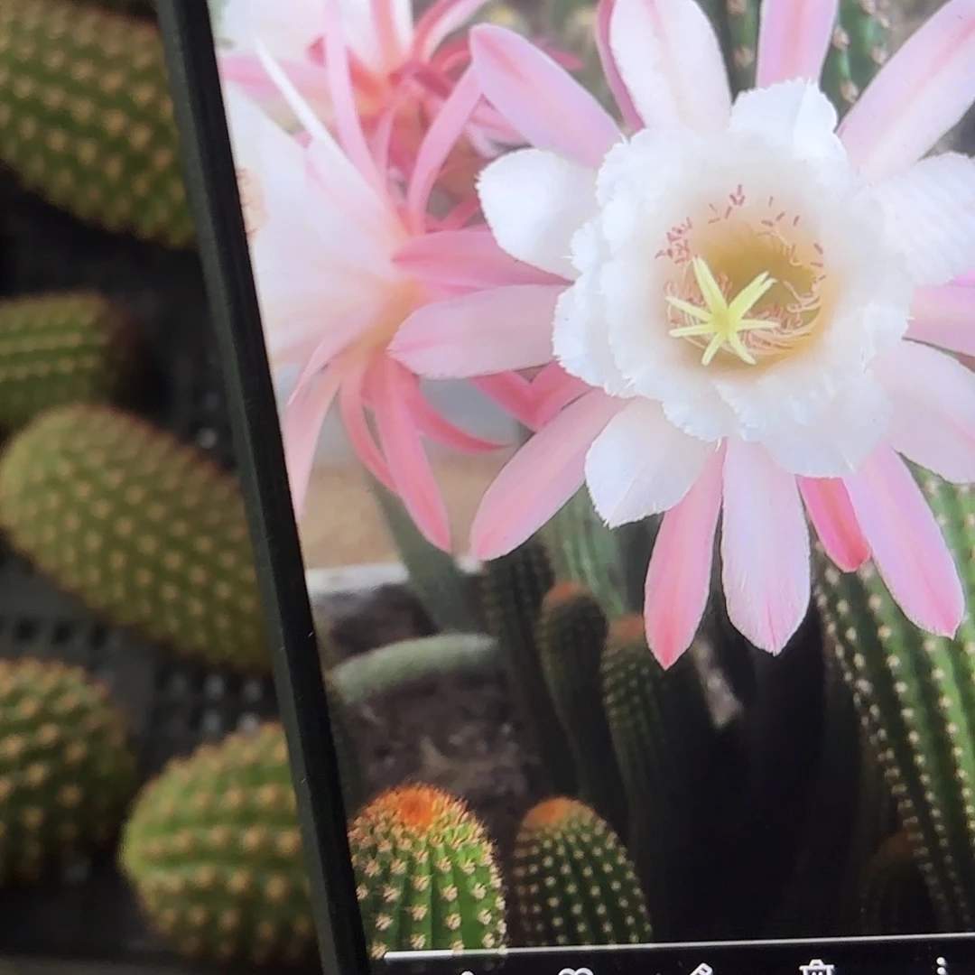 菲的尔金妞侧牙20包邮仙人球53