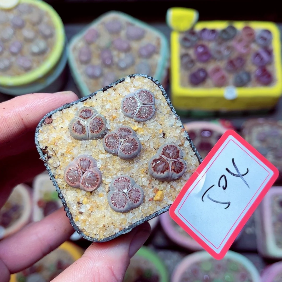 504生石花带盆发1