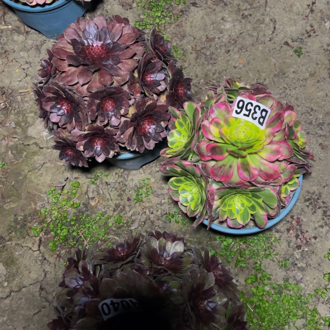 两盆法师28//////////-40包邮