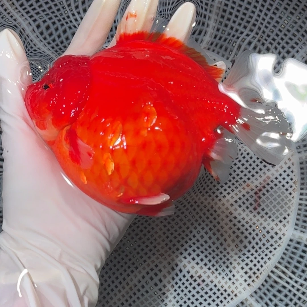 金鱼精品高货短尾将军狮子