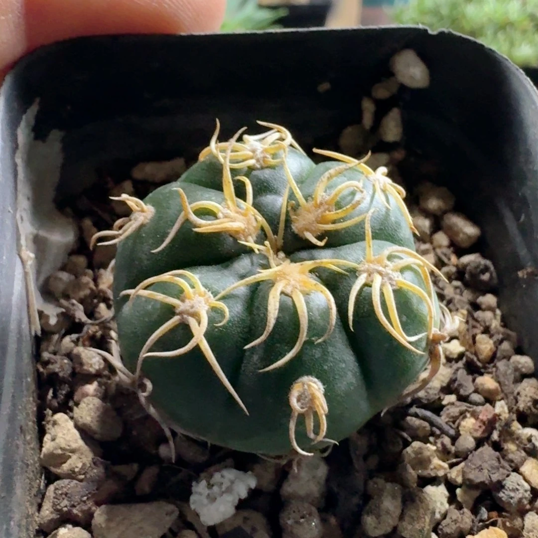 526高木海王脱土发货