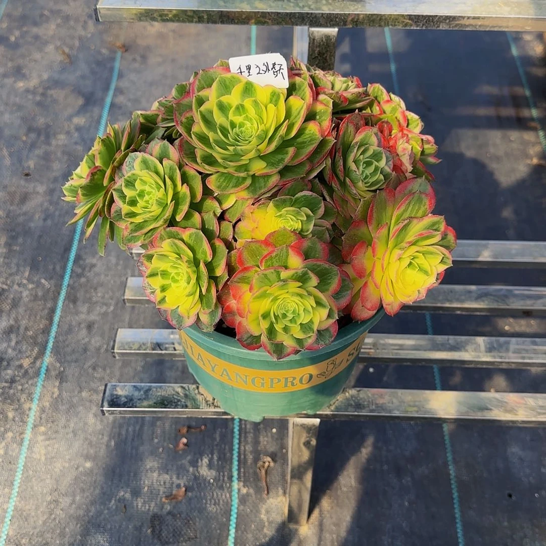 多肉植物海王老庄