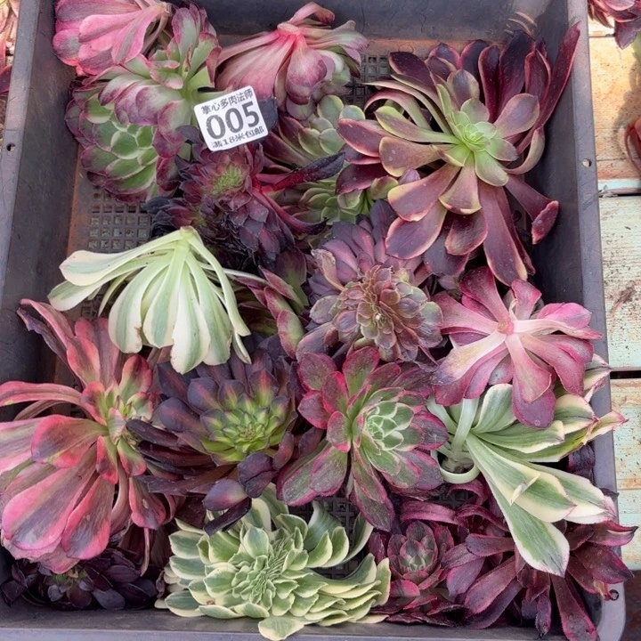 005组合掌心多肉法师锦不包侧枝断枝的