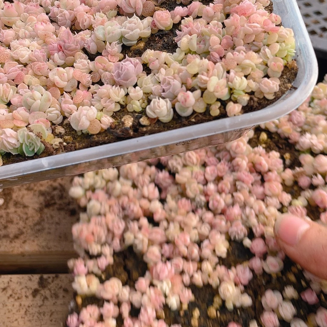 纟***每多肉植物多肉植物34