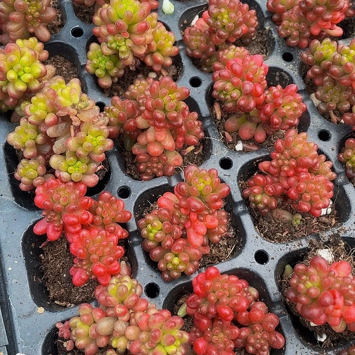 小浆果1元带土发