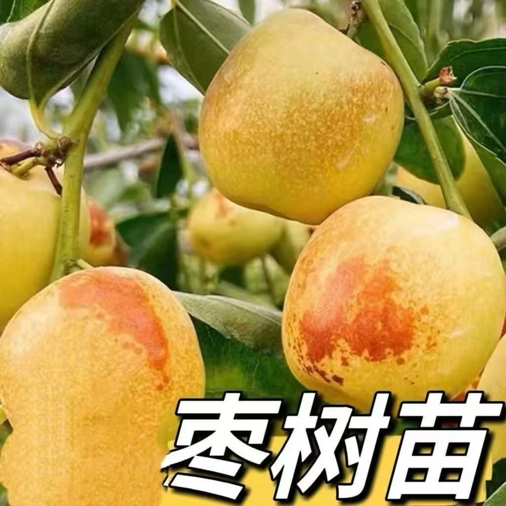 南北方种植三代冰糖枣树冬枣树蟠枣果树果树苗
