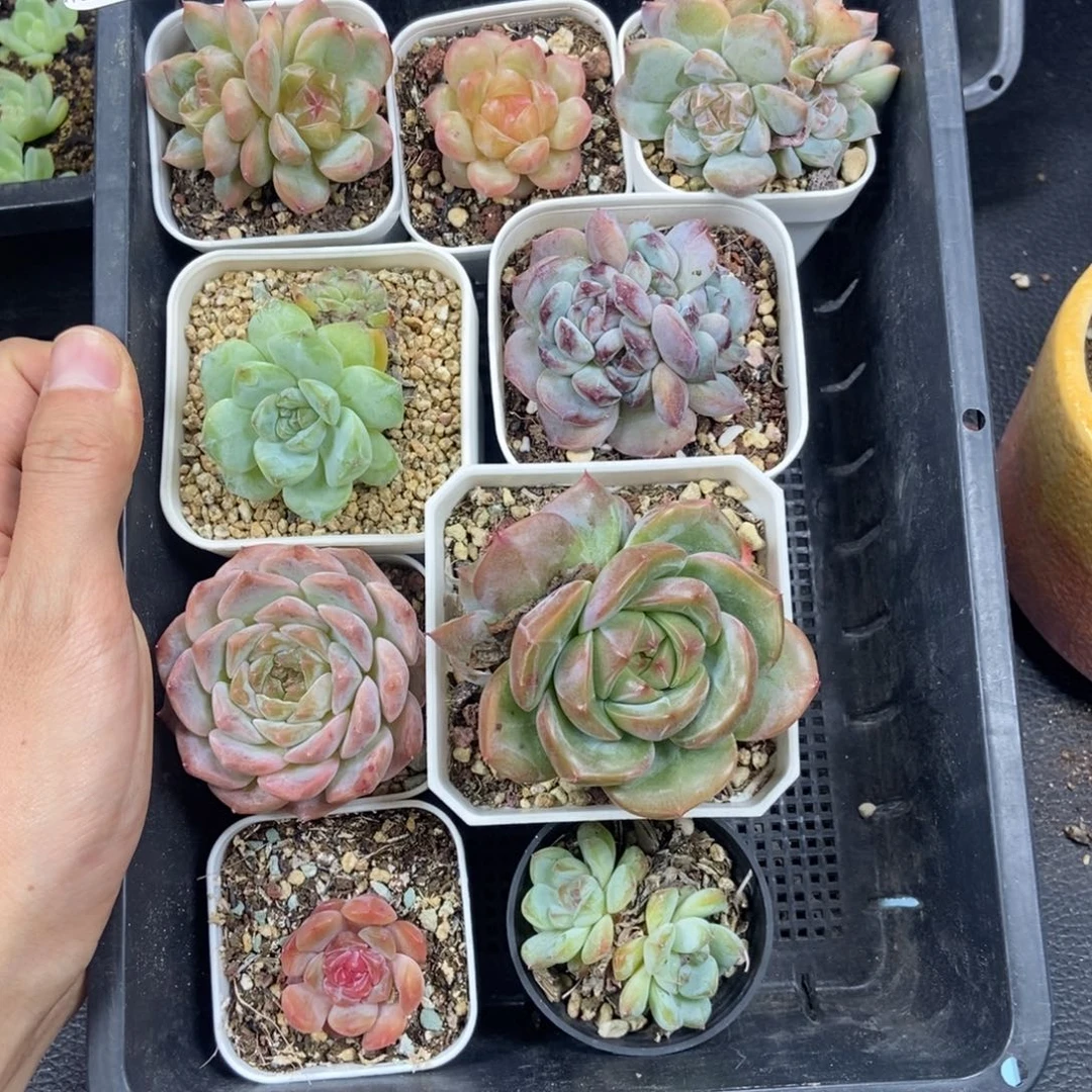 03东篱下多肉植物哈哈哈哈哈哈