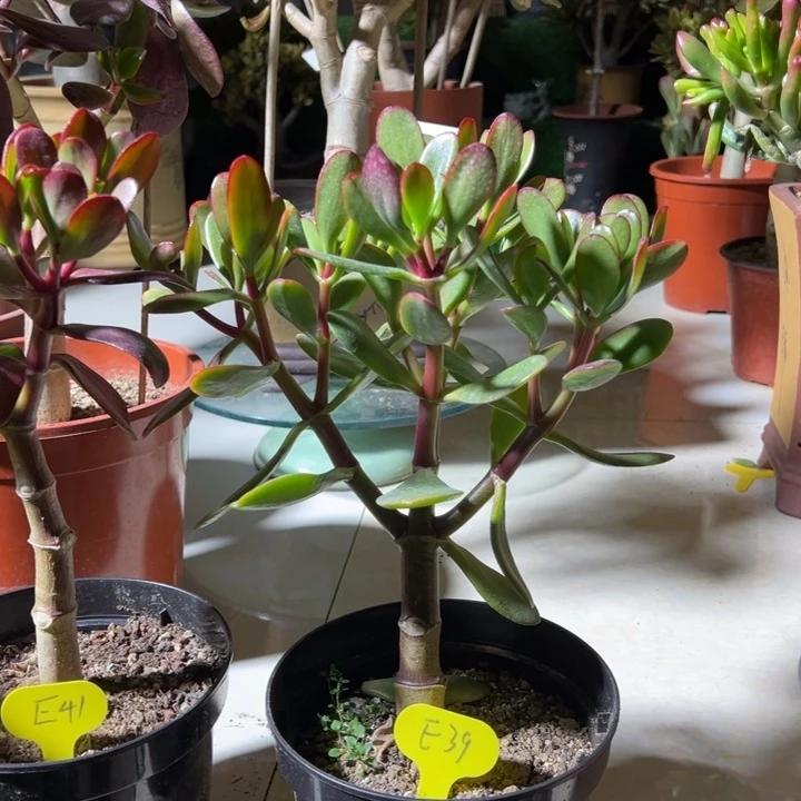 啊*E39紫叶脱土发货