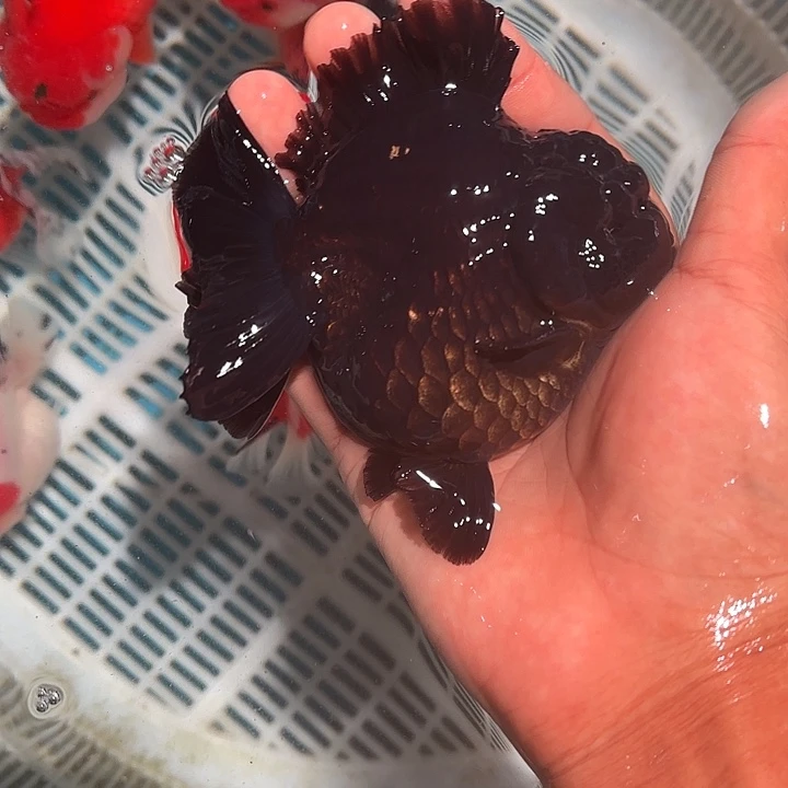 金鱼黑色123456789