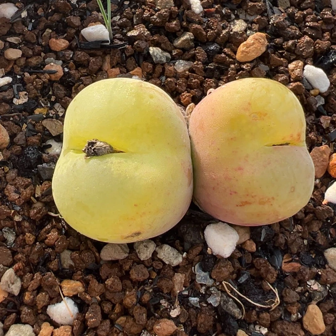 852多肉植物种类多样