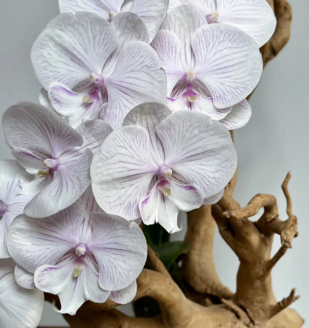 荷兰安祖【曼塔安汶】蝴蝶兰带花带花苞