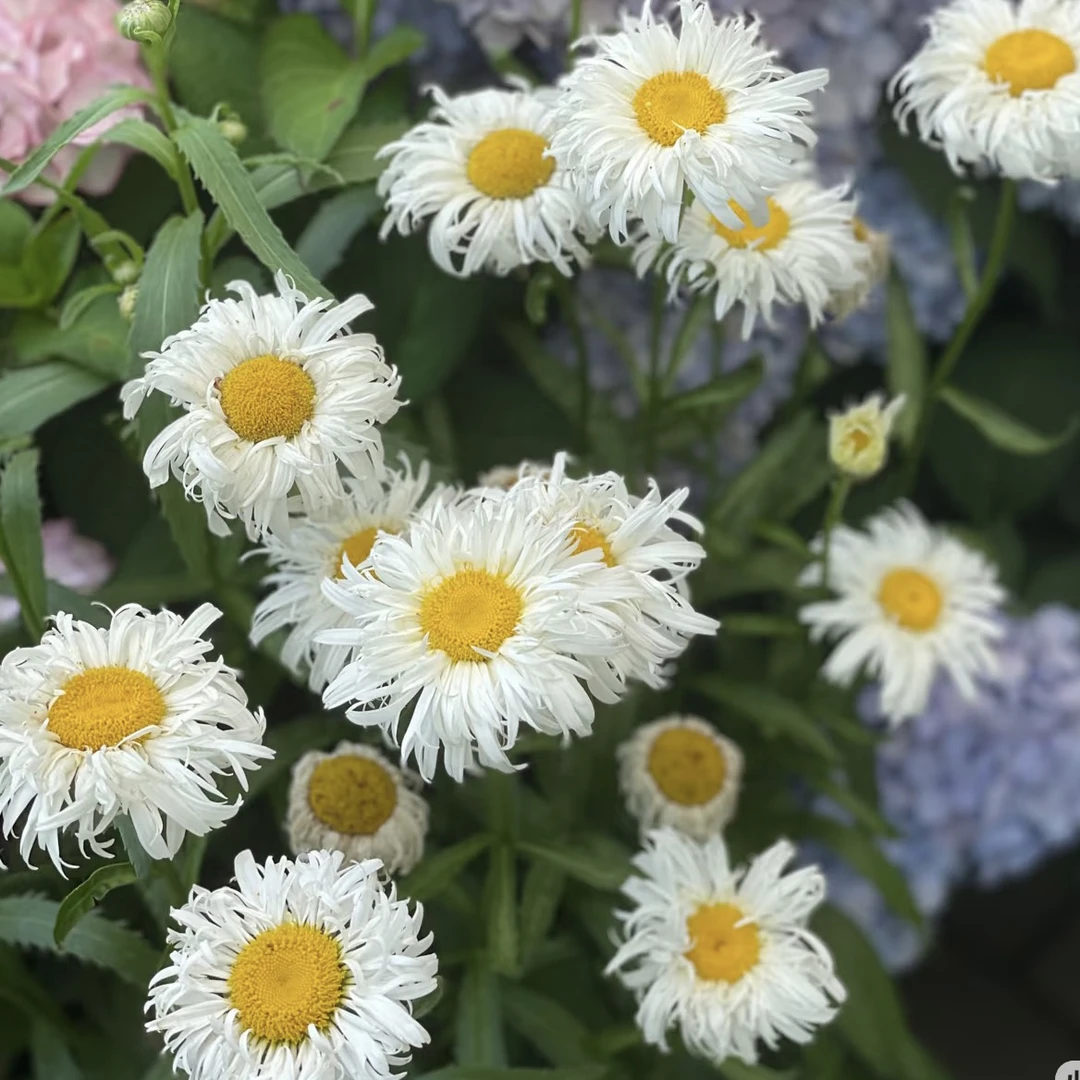 大滨菊名媛多年生盆栽阳台庭院花卉耐热好养