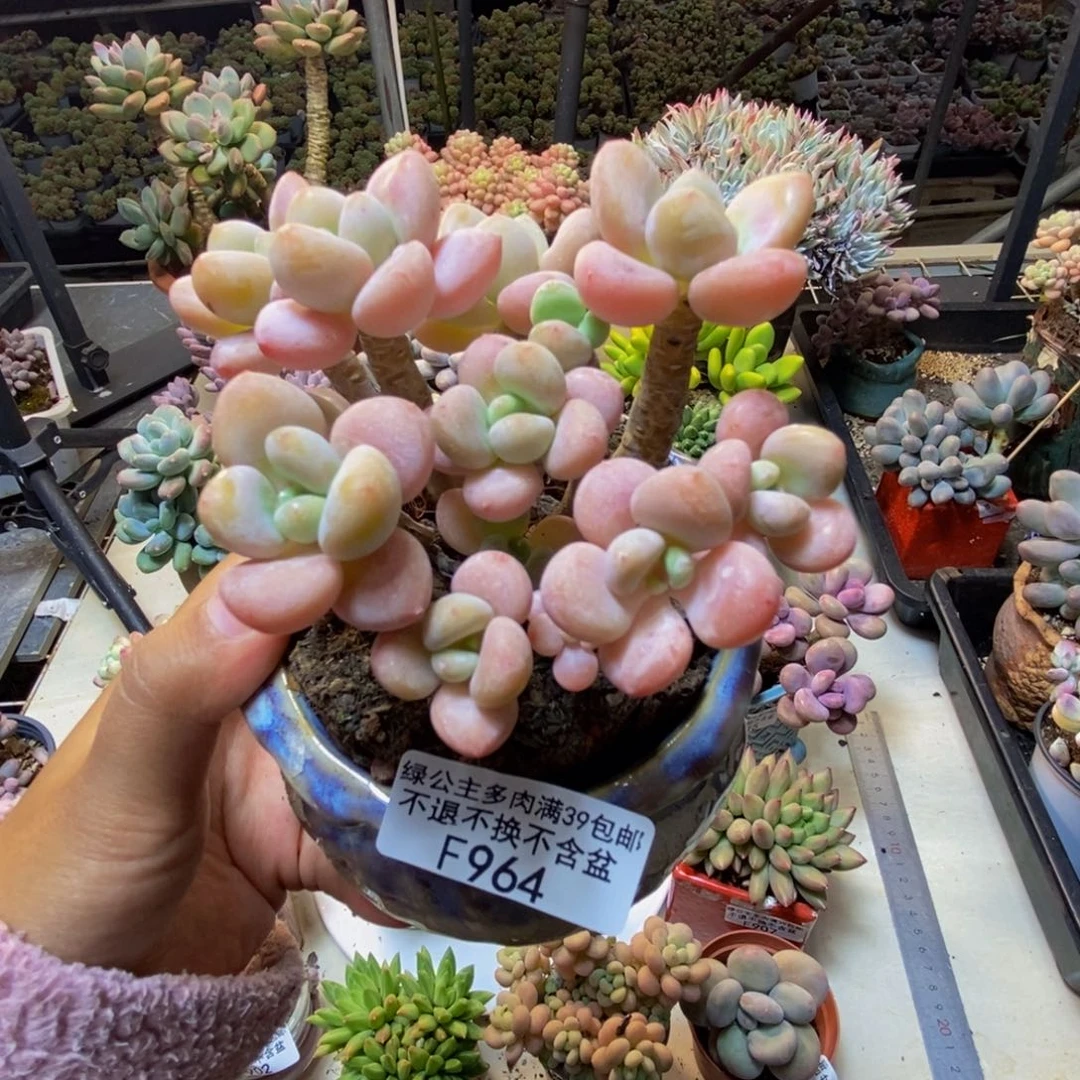 964橘子香水多肉8cm
