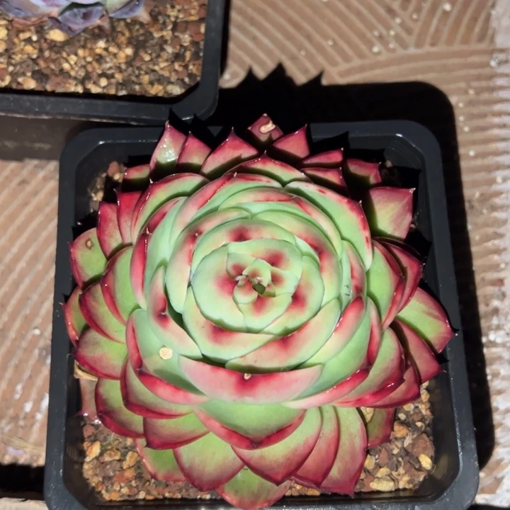 ღ***࿐多肉植物星河1111