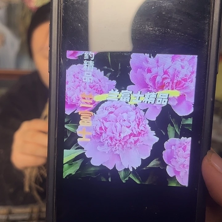 无花朵蓝富士芍药