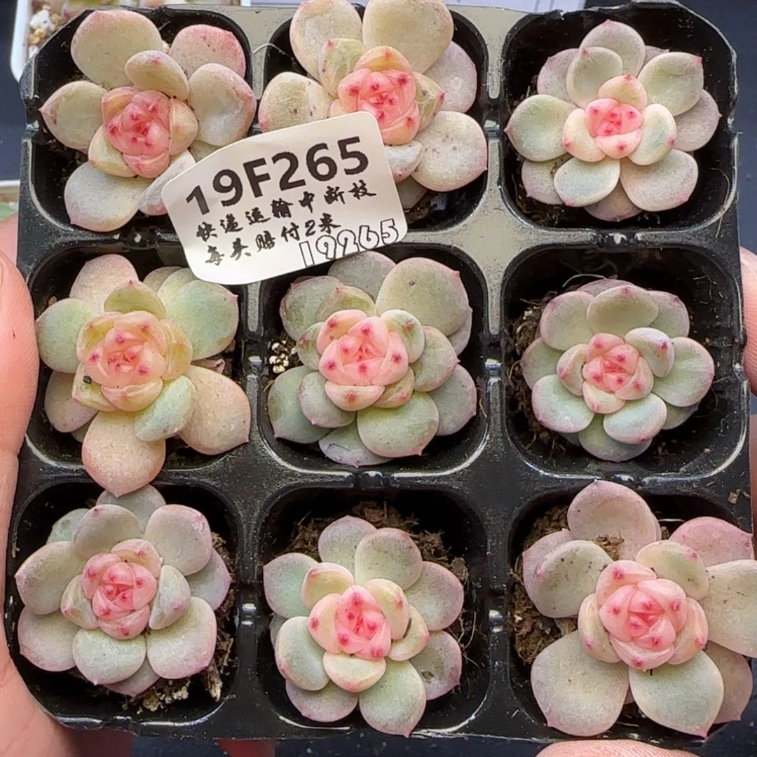 M***u【满29包邮非偏远】265九棵