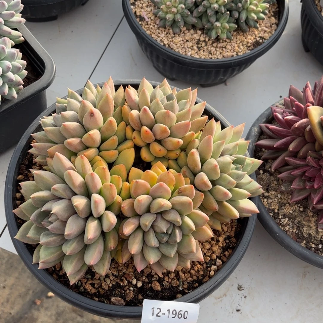 1960象牙多肉植物