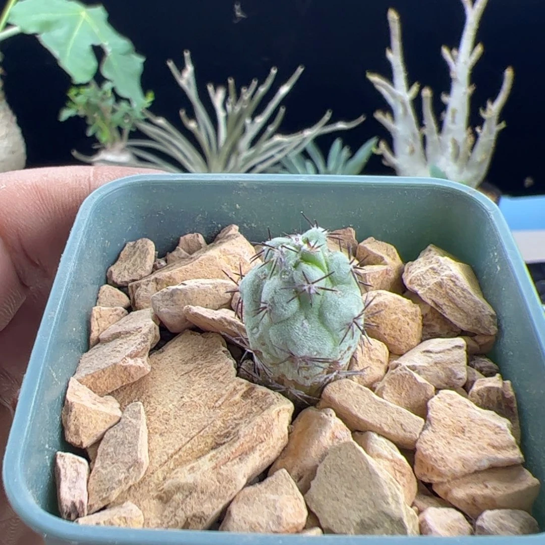 帝王丸一物一拍带盆发