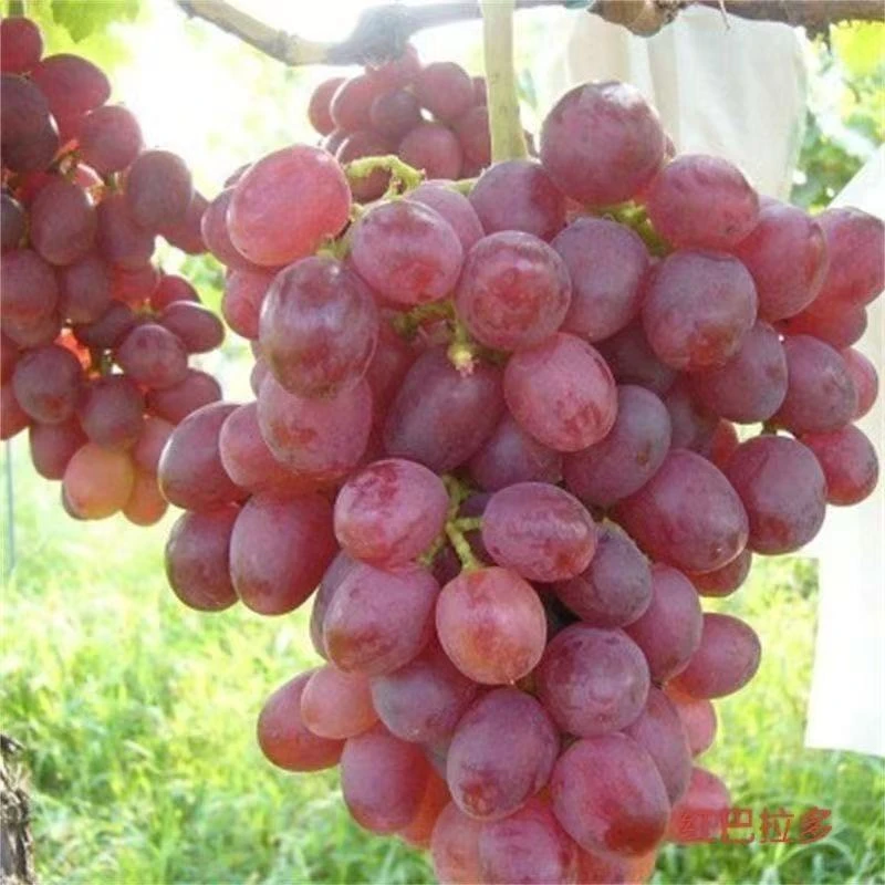 尚蔻红提葡萄苗嫁接红提南方北方种植庭院阳台盆栽果树苗