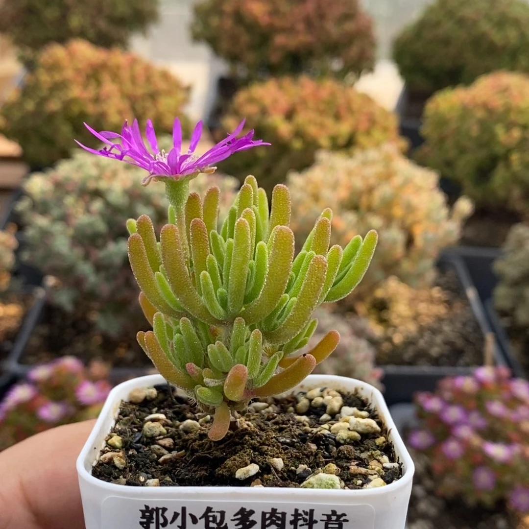 荧光兔1723枝干番杏