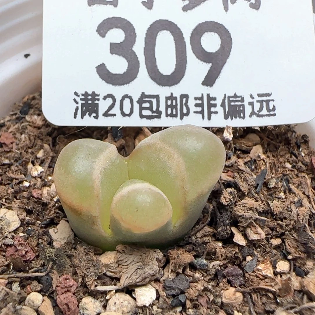 怪。  带盆土。