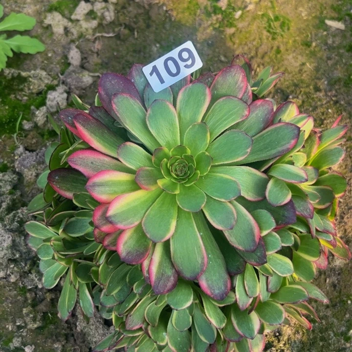 109多肉植物盆栽