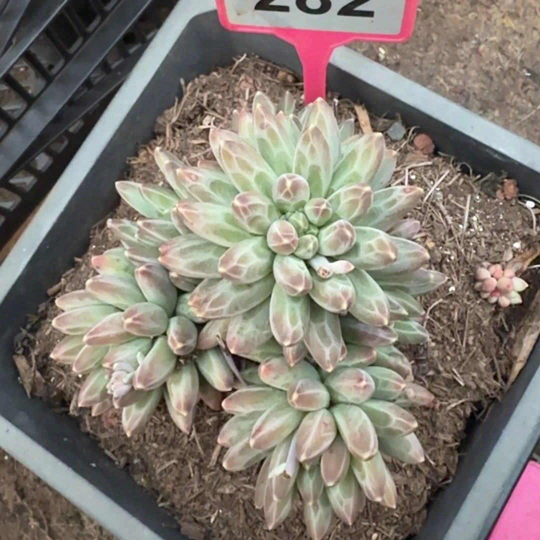 多肉植物伊卡鲁斯282