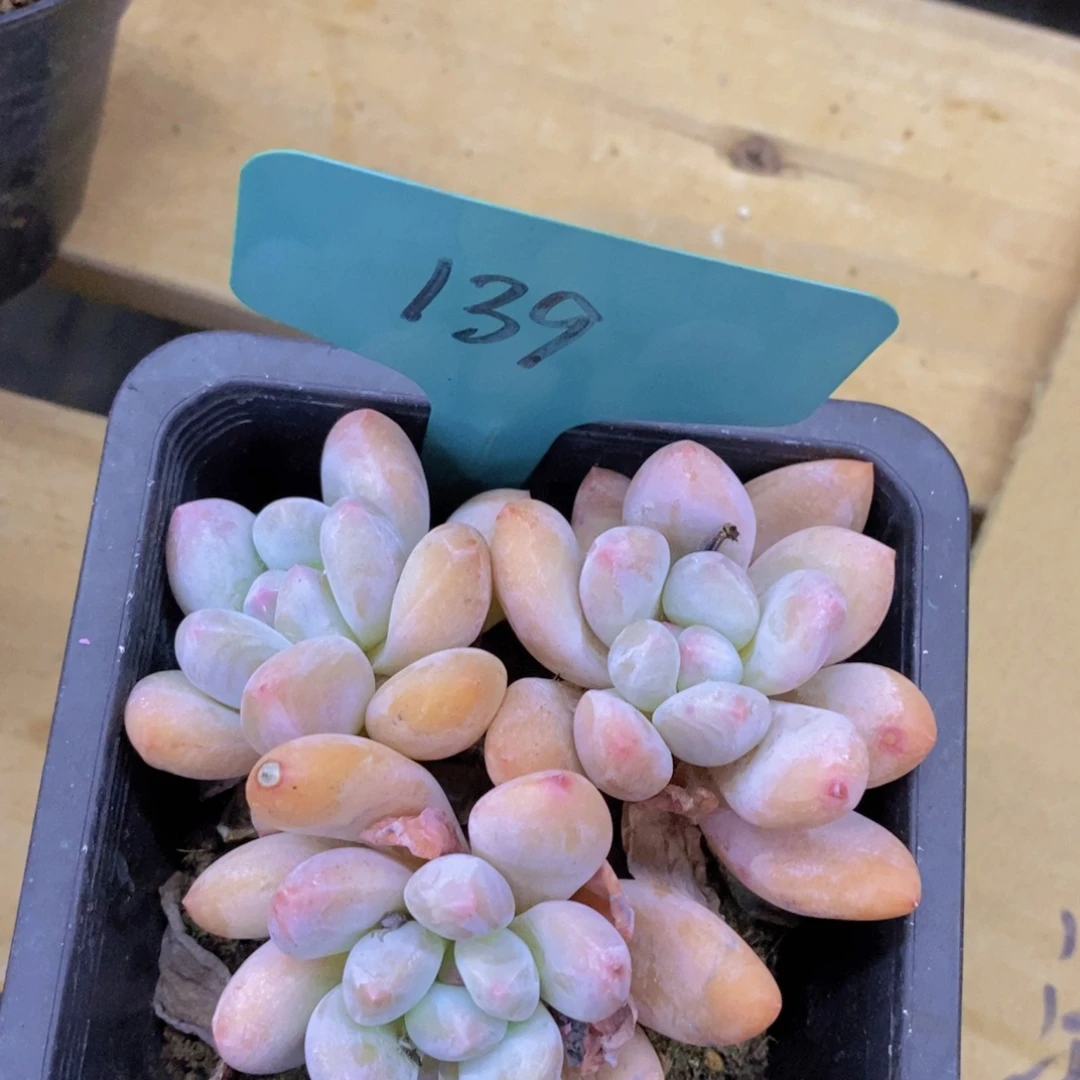 开心多肉，最后一场