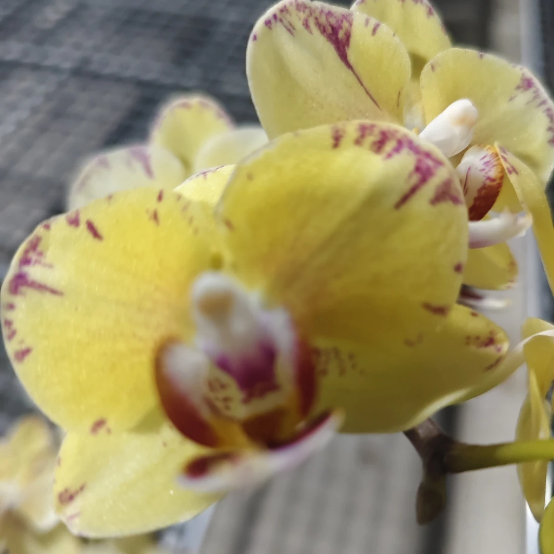 【金凤凰】蝴蝶兰  高端绿植花卉金黄色系耐看四季鲜花