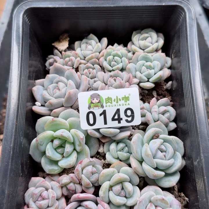 修****?多肉植物多肉植物