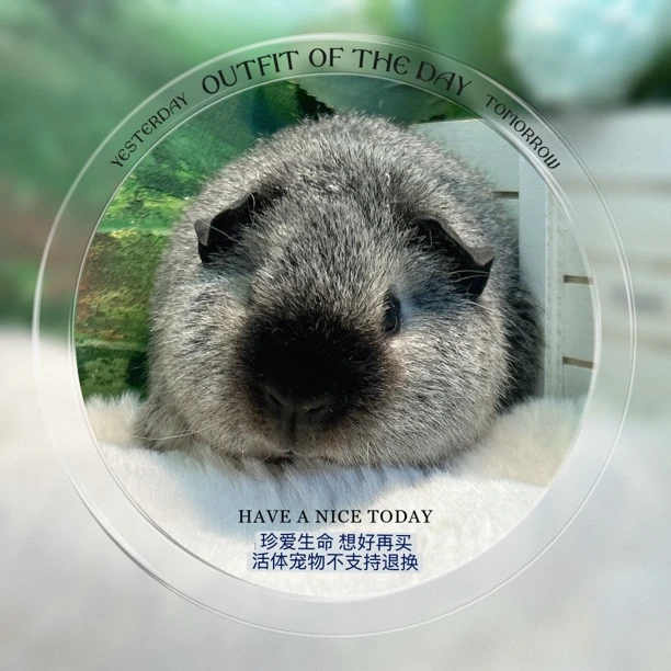 泰加妹妹 荷兰猪 豚鼠包邮包风险【一对一喂养指导，赠礼包】