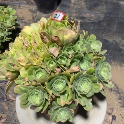 翡翠琉璃捧花一物一拍