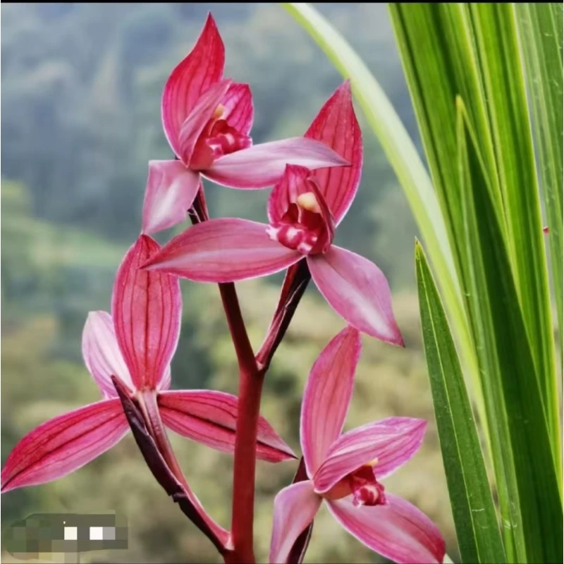 春剑名品【东方红】 3苗 终身包对版 放心购买