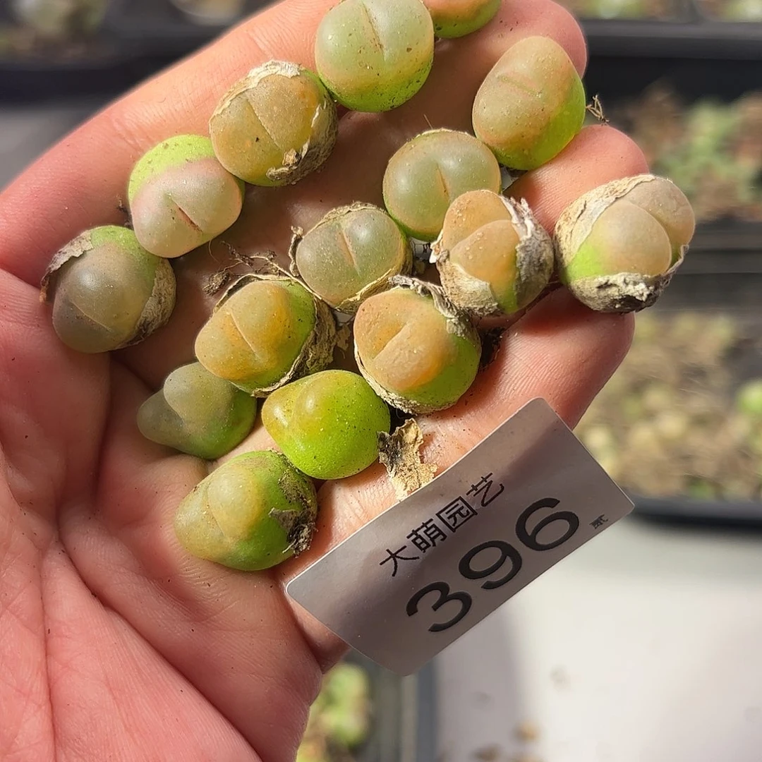 一物一拍。      396