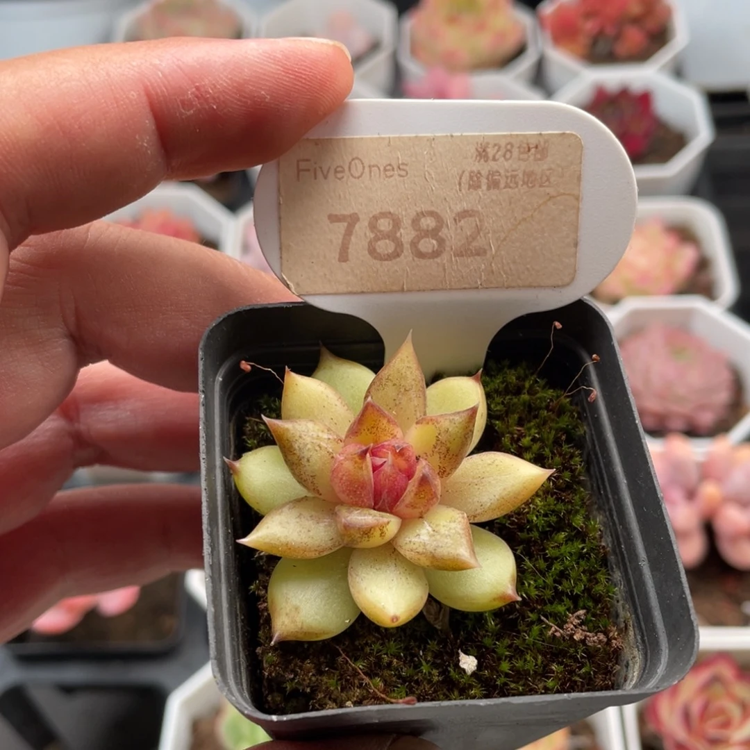 水晶杂7882-4.5厘米