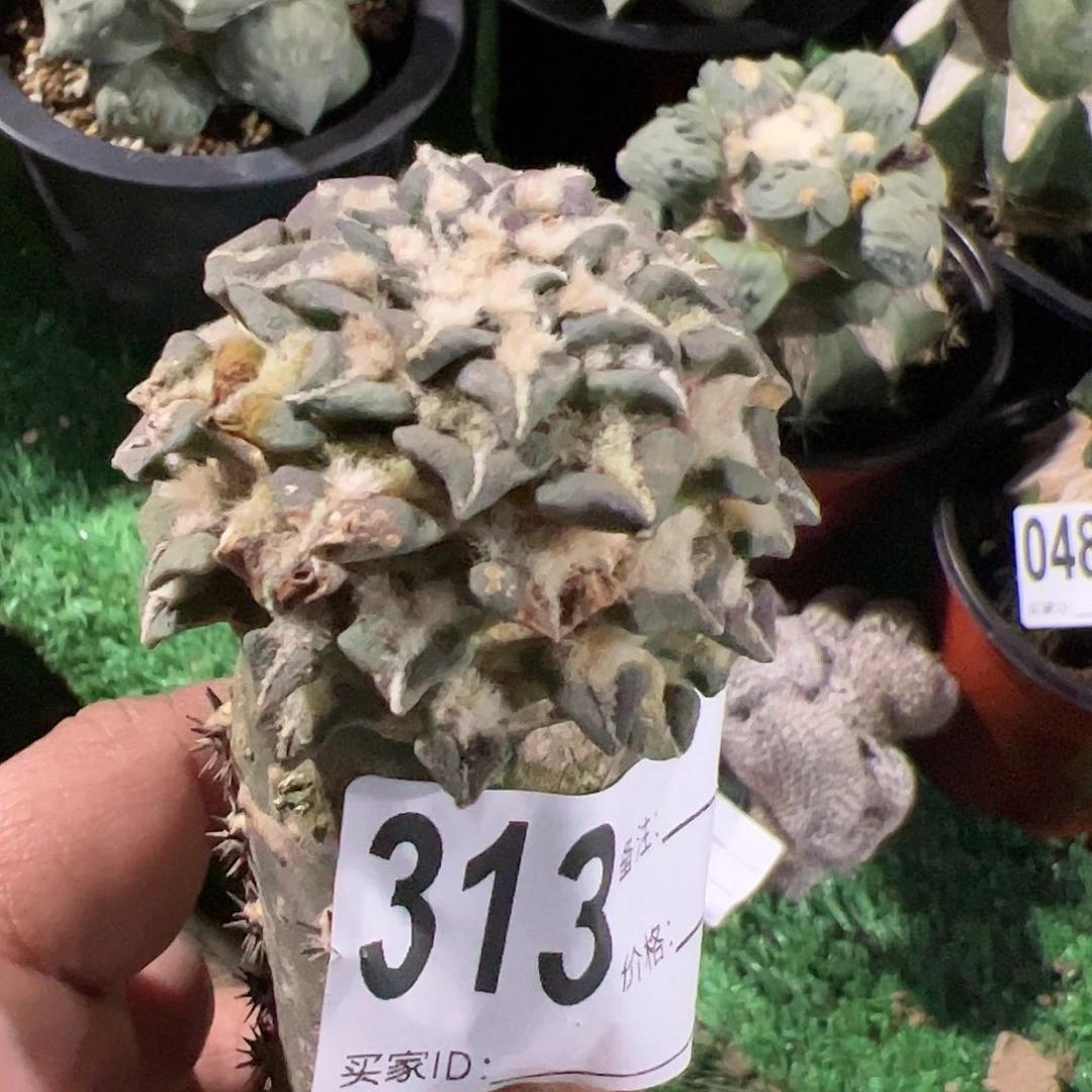 用****8福利馒头姬牡丹有锈斑313仙人球