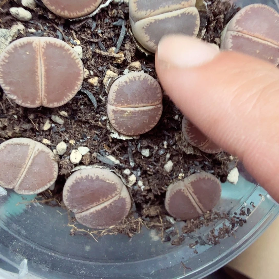 是因为她没有那么想过004不