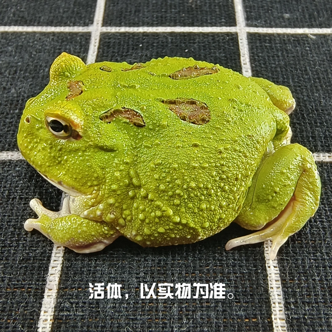 角蛙活物活体小宠物两栖爬宠
