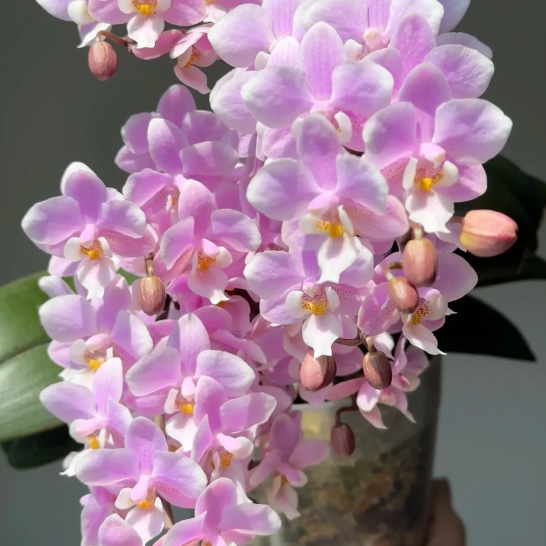 椎名樱兰爆花特大品种3.0寸杯苗稀有品蝴蝶兰带花箭兰花室内