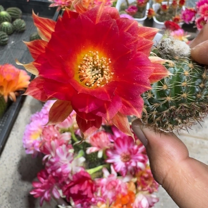 12丽花93歪3公分左右无根侧牙，20包邮