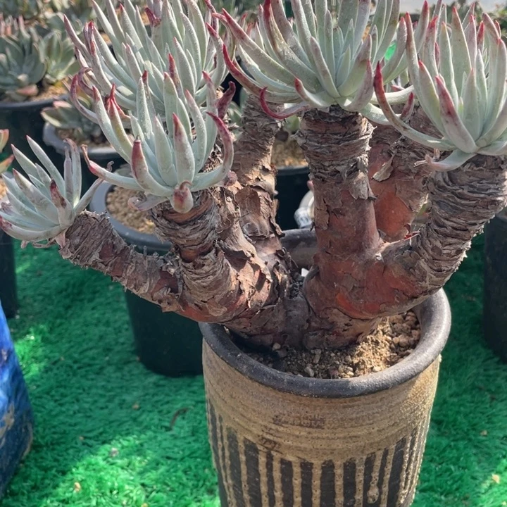 奴婢吉娜杂交多肉植物