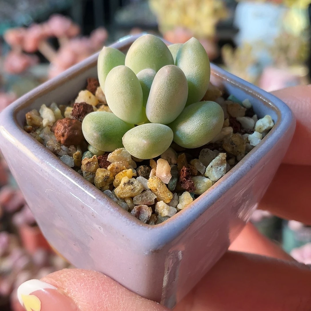 平**乐多肉植物的生长发育与生长发育的