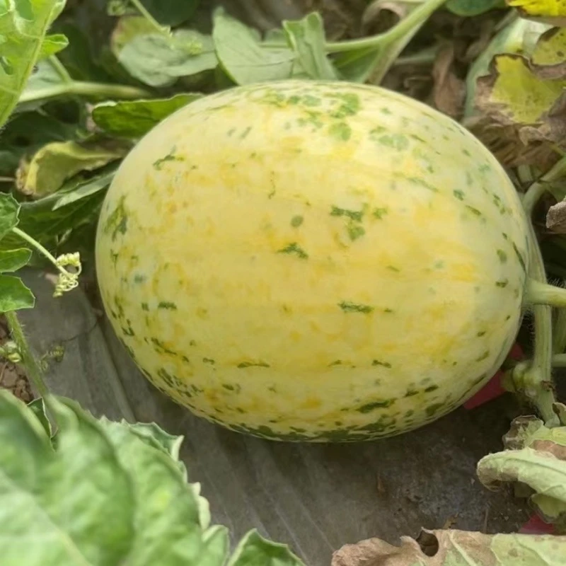花蜜童礼品西瓜黄皮红瓤西瓜农家自种现摘现发顺丰包邮