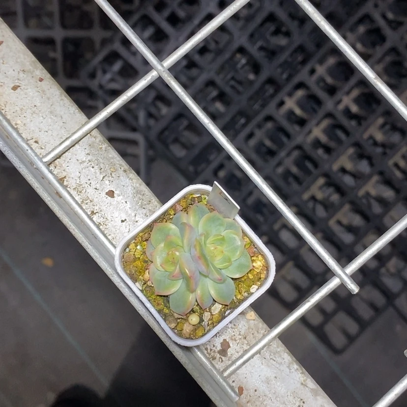 【闪购商品】十**и荔枝甜心多肉