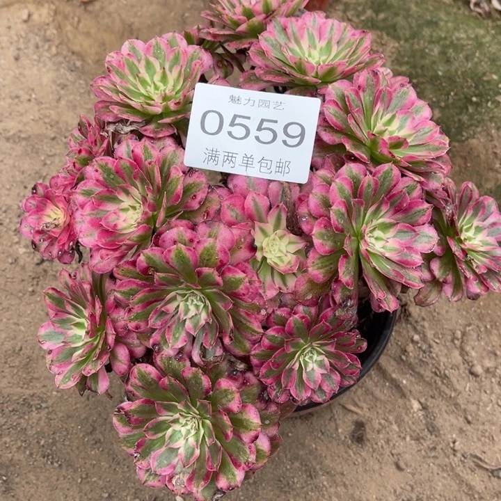 0559红铜的的的的的