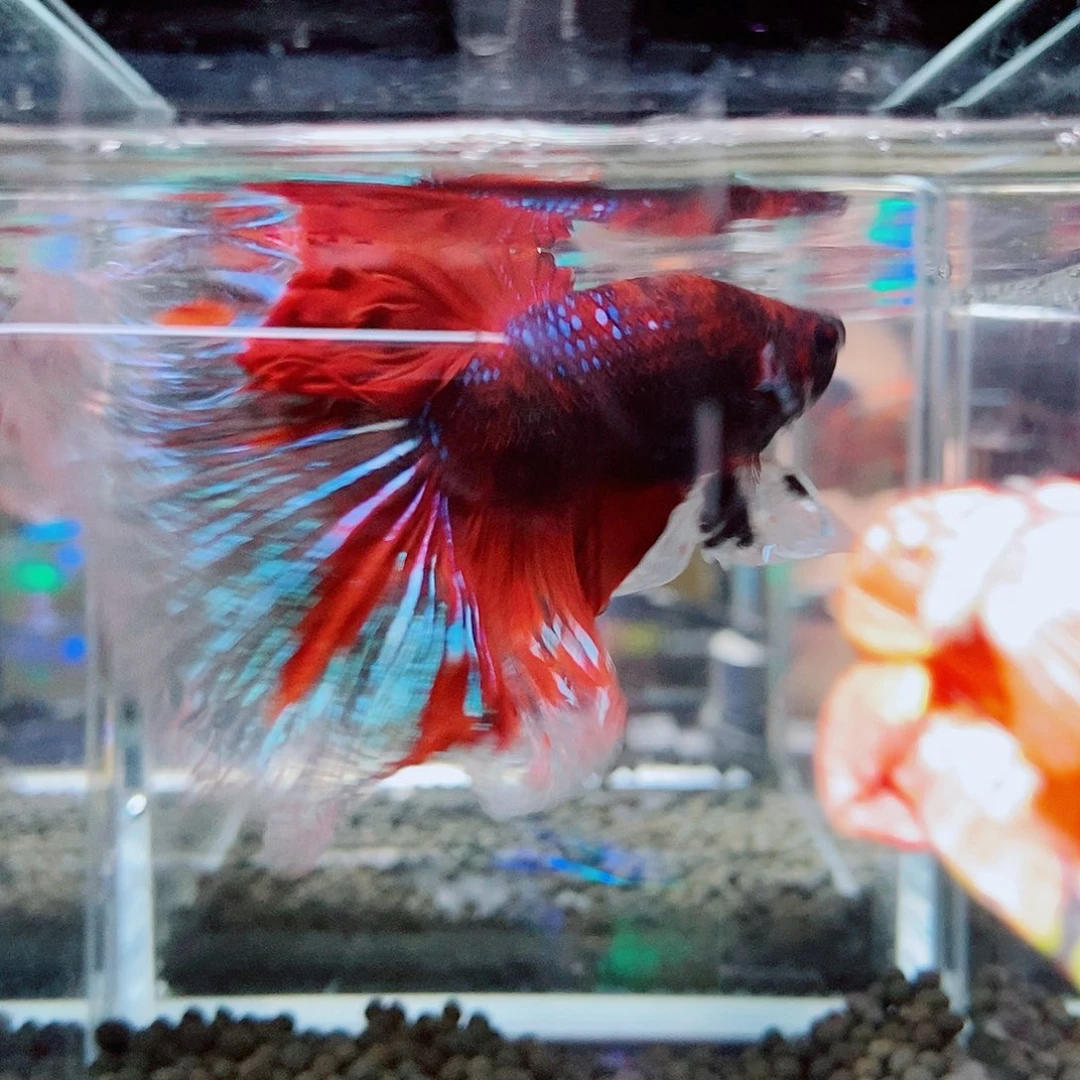 斗鱼黑170号巨斗半月